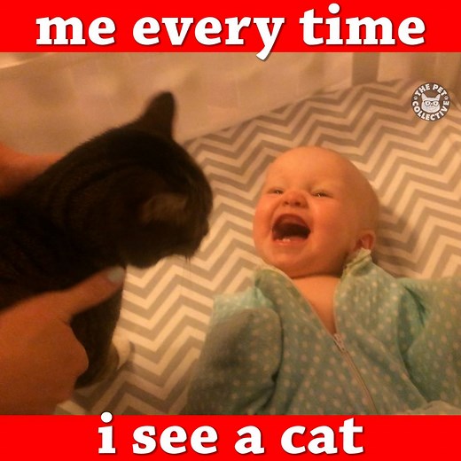 OMG it's a KITTY! | The Pet Collective