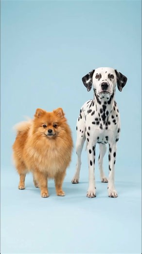 Discover Unique Pomeranian Mix Breeds