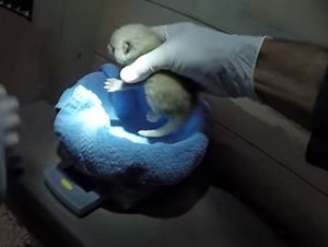 Video: Historically Cute Red Panda Cubs Born In Seattle