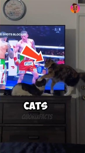 Epic Boxing Cat Battle 🥊😼”