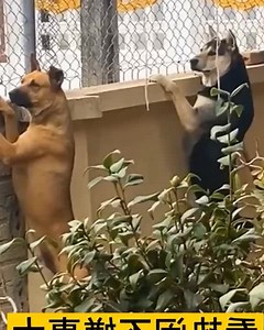 3.7M views · 128K reactions | 21 century pets are smarter 藍 then humans. For more videos kindly follow us. #pets #human #fun | 피합핡핝할핣핖 ℍ핂 | Facebook