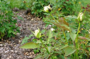 Japanese Beetles Ransack Rose Garden—And Yours