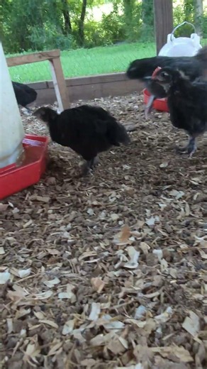 How Are All The Baby Chicks Doing So Far?