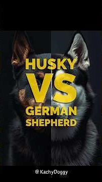 Husky vs German Shepherd, everyone thinks German Shepherds are smarter, but the truth will shock you