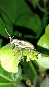 Its Bug animals big ganndi poka😂😂😍😃❤️ #animals #Amazing | Love Animal's