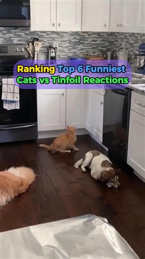 🥇Ranking Top 6 Funniest Cats vs Tinfoil Reactions😹 #funny#shorts#funnycats#funnyvideos#foryou#fyp