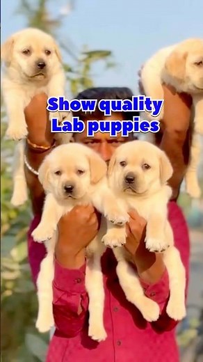 Purebred Labrador Retriever Puppies Available! Healthy • Vaccinated • Family-Raised #labrador #lab