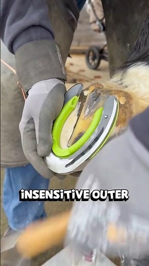 Satisfying Farrier Work – Trimming & Shoeing a Horse | Hoof Care Routine