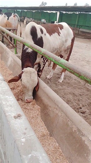 Bull Breeder in Farm #cow #sahiwalbreed #farmanimals #animals #cattleworld #farmanimalslist #bull