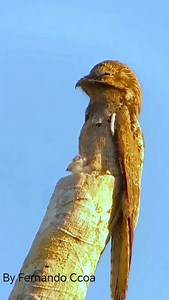 Meet the Common Potoo (Nyctibius griseus) One of the Amazon’s most mysterious nocturnal birds—a fascinating mix between an owl and a nightjar. With its large head, huge yellow eyes, and cryptic gray-brown plumage, the potoo is a true master of camouflage. By day, it perches motionless on tree snags, blending so perfectly that it seems part of the forest itself. And sometimes, if we are truly lucky, we get the rare and extraordinary chance to spot it in daylight—a privilege that few birders exper