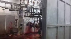 HUMANE SLAUGHTER? A look into a slaughterhouse. These beautiful gentle souls go into here, their lifeblood spilled all over the walls and floor, their chopped up body parts hanging from hooks. And yet people insist that their piece of animal flesh that they are eating went through something humane. Despite the glaring bloody evidence that murder of another has taken place. Do not buy the humane lie as animals do not want to die. Video ~ Chris McGinn ~ Eating animals is so very cruel. Please be o
