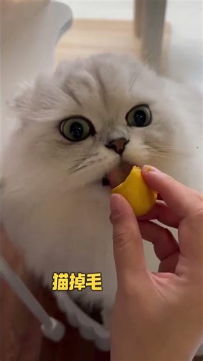 Learn the Magic 3-Word Formula for Cat Care