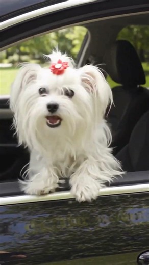 Maltese Video