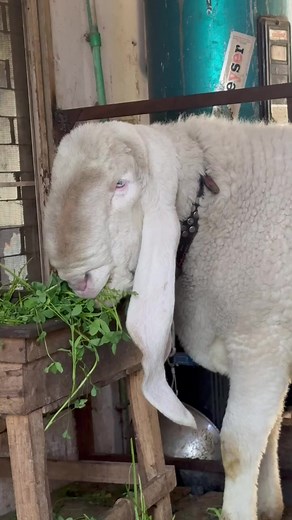 Sheep Eating Fresh Vegetables in Rustic Setting