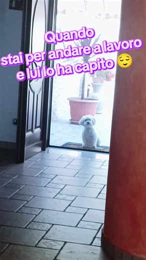 Quando il cane capisce che stai per andare al lavoro