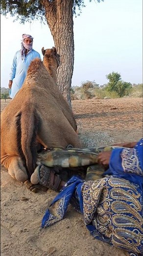 لحظة لا تُنسى… شوفوا كيف يساعدون الجمل في الصحراء!