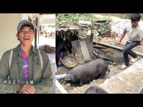 The third brother bought a pig for the New Year and went to the fields to dig up cassava to feed ...