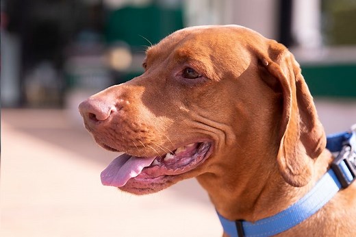 The most common signs of dental disease in dogs | Petbarn Articles