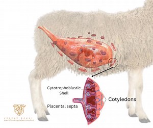 11K views · 23 reactions | Exploring the Role of the Placenta:...