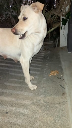 FREE-RANGING DOG RAANI 👸