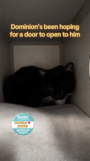 #nycacc #boroughbred #adopt #foster #catrescue