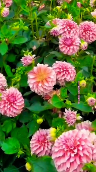 Dahlia flower garden #nature #rosecaring #flowers #rose #love #sadabaharflower #beautiful #1m