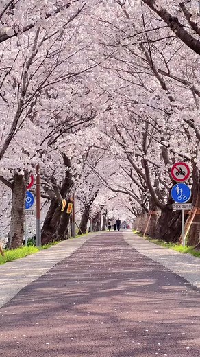 The most dreamy cherry blossom place that I’ve been 🥹 📍 Busan, South Korea #busan #sasang #sakuraseason2023 #sakura #springhasarrived #cherryblossom