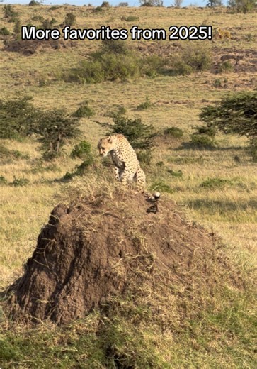 More favorites from 2025! It’s always amazing seeing cheetahs in the wild! #wildlife #wildlifephotography #kenya #safari #cheetah