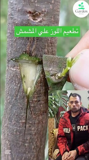 اكتشف طرق التطعيم الناجحه لاشجار اللوز علي المشمش بطريقه ممتازه 👌🌿 #تطعيم #نباتات #اشجار #زراعه