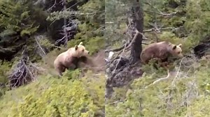 Vídeo registra alpinista sendo atacado por urso na Grécia - Mundo - Diário do Nordeste