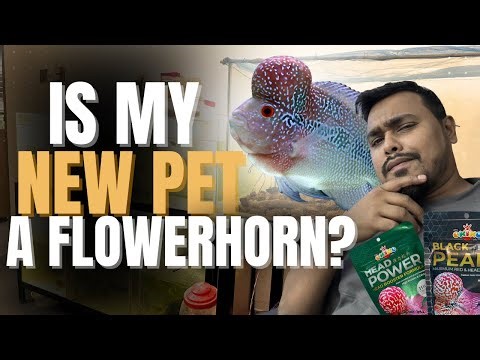 Is Flowerhorn Fish my New Pet??