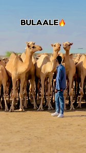 Bulaale barnamij cajiiba ayaan kasoo sameyay halkan kala soco 📍 | Muscab channel