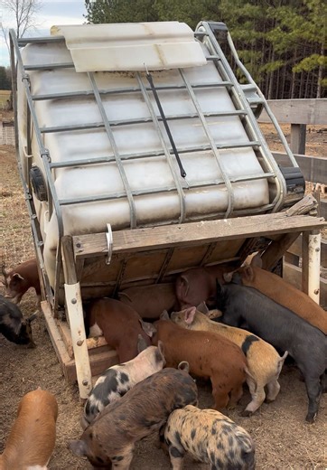 Bulk Feeder for Piglets in Regenerative Agriculture