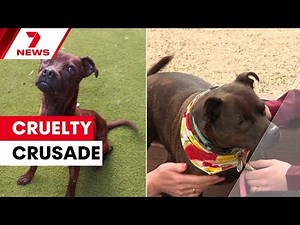 RSPCA success story gives hope amid surge of animal cruelty cases | 7NEWS