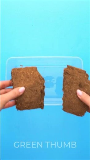 Gardening Therapy: Plant and Grow Indoor with a Pleasure!