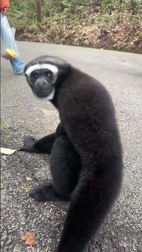 #gibbon #wildanimals #monkeys #monkeybehaviour