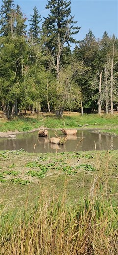 The bull elk are now in rut (breeding season). Check out the bull in front showing off his strength by “decorating” his antlers with branches and grasses. During the rut season, bulls use their impressive antlers to spar with rivals and impress potential mates, sometimes accessorizing with a little extra forest flair along the way. 📹: Keeper Deanna | Northwest Trek Wildlife Park