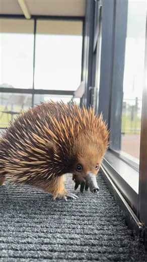 Explore the Fascinating Echidna and its Flea