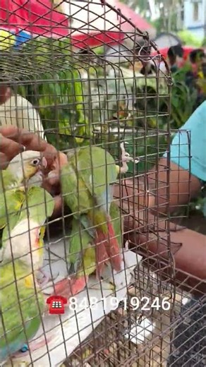 Pineapple Conure 🦜#sreemoyiparrot #seramporepetmarket#youtubeshorts #shorts#viral#pineapple#ytshorts