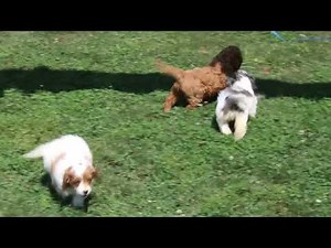 Cockapoo Puppies For Sale