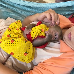 Adorable baby monkey very smart . . . #reel #cute #animals #lovely #newbornbabymonkey #monkey | Mr Jacky