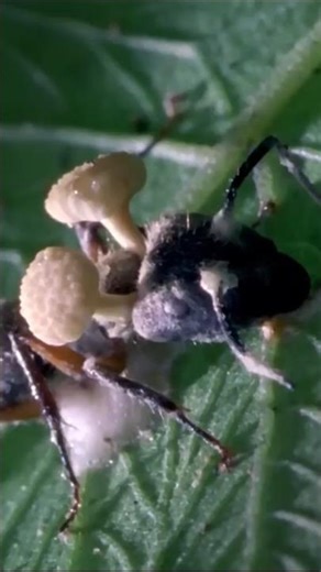 The Real Last of Us... 🐜🍄#zombie #nature #science