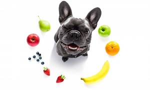 Which Fruits Are Safe for Dogs to Eat?