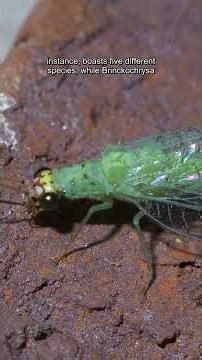 Discovering Chrysopini's Diverse Green Lacewing Genera