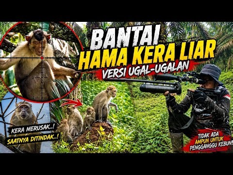 WAR‼️Ruthless extermination of deceptive monkey pests: A full-on, aggressive pest control operation