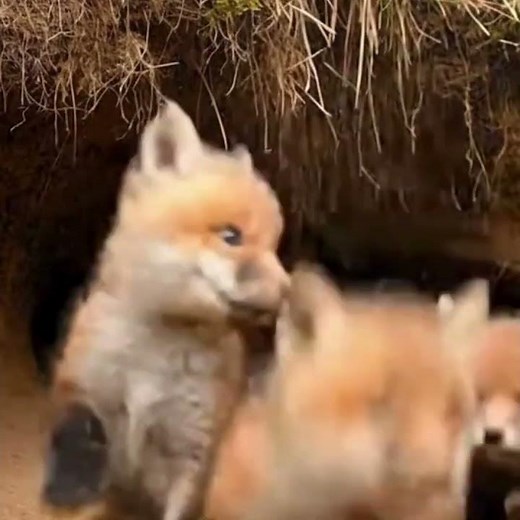 Hidden Gems of the Forest: Adorable Fox Cubs at Home! 🦊🏠