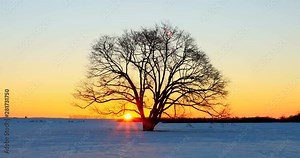 Japanese elm tree in winter at sunset, Toyokoro, Hokkaido, Japan
