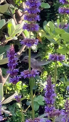Anna Hummingbird Enjoying Agastache and Other Favorites