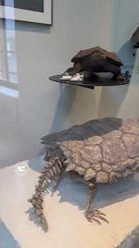 Proganochelys: One of the World’s First Turtles