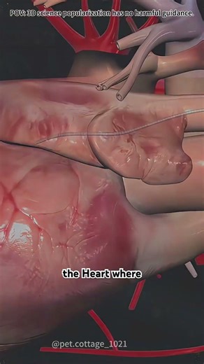 How heart pacemaker works? #lofi #facts #3danimation #science